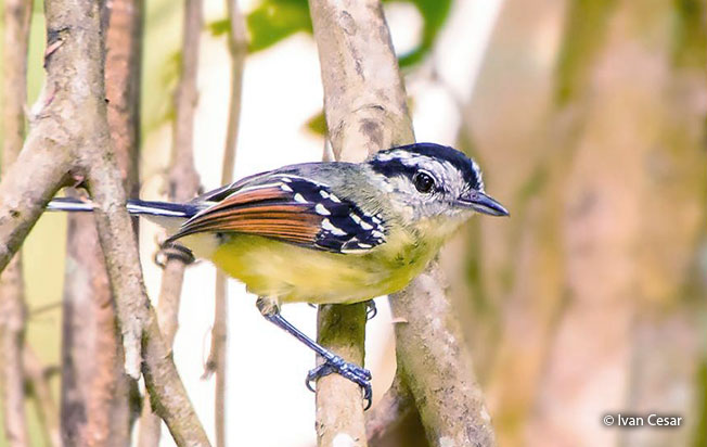 rufous-winged_antwren