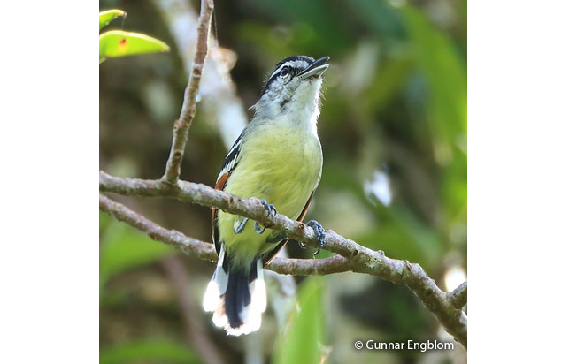 rufous-winged_antwren
