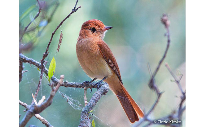 rufous_casiornis