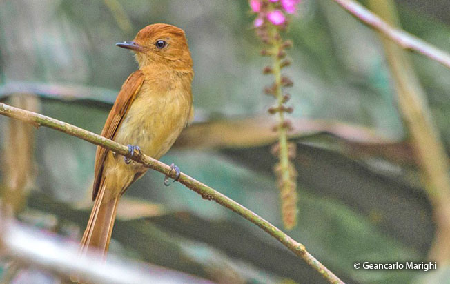 rufous_casiornis
