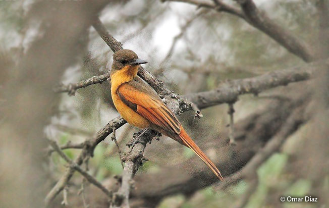 rufous_flycatcher