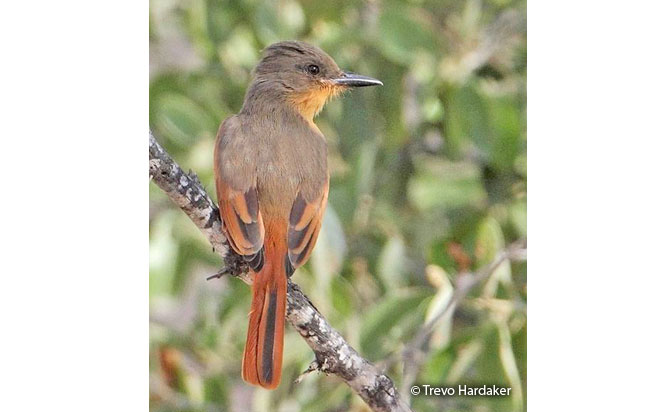 rufous_flycatcher