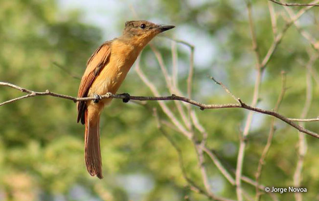rufous_flycatcher