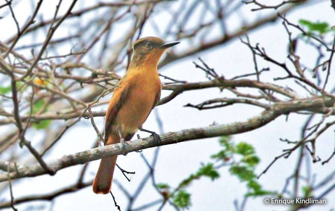 rufous_flycatcher