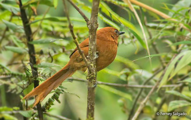 rufous_spinetail