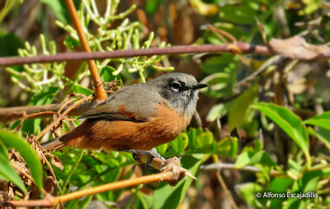 russet-bellied_spinetail