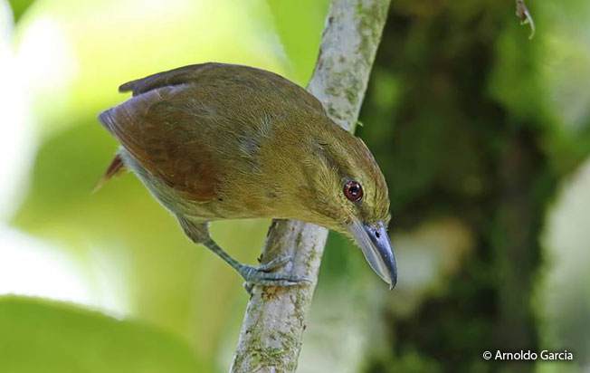 russet_antshrike