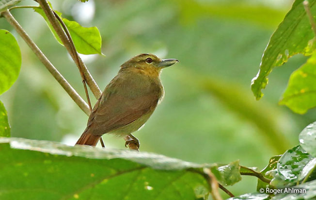 russet_antshrike