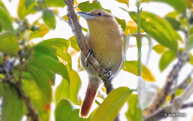 russet_antshrike