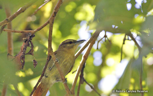 russet_antshrike
