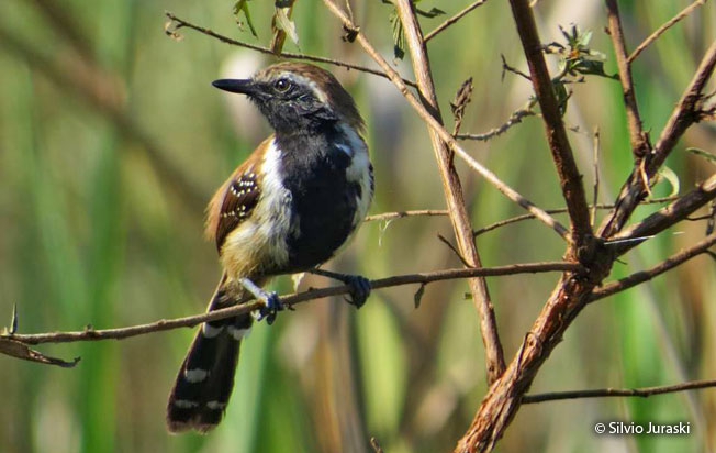 rusty-backed_antwren