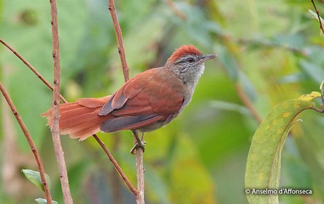 rusty-backed_spinetail