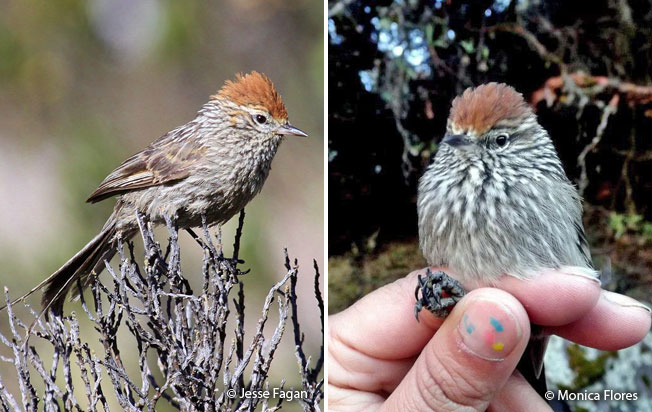 rusty-crowned_tit-spinetail