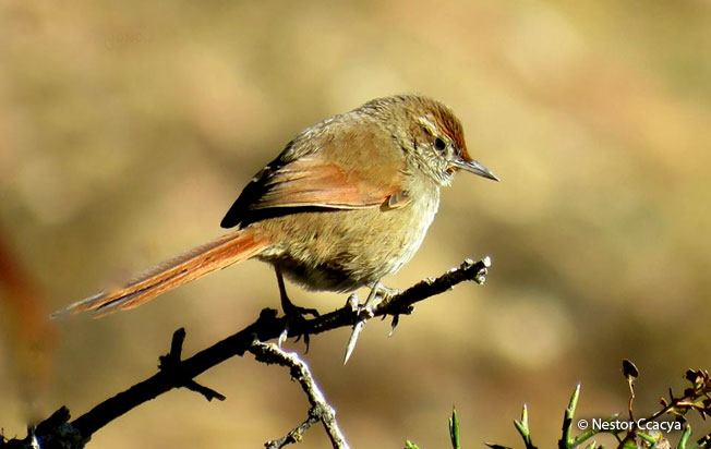 rusty-fronted_canastero