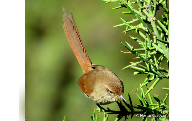 rusty-fronted_canastero