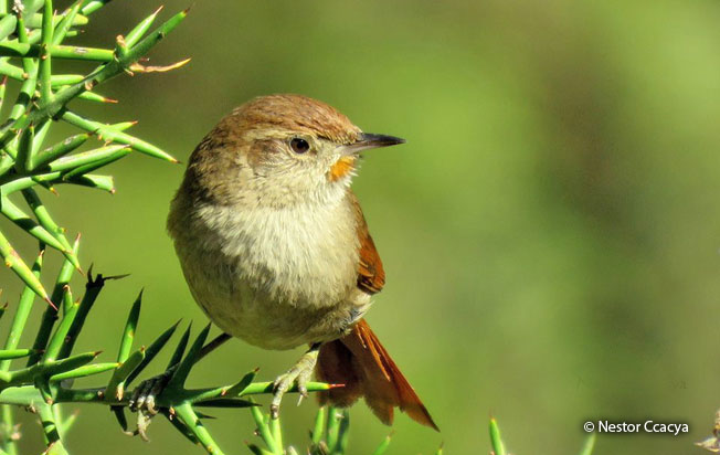 rusty-fronted_canastero