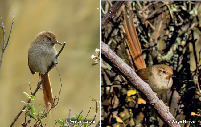 rusty-fronted_canastero