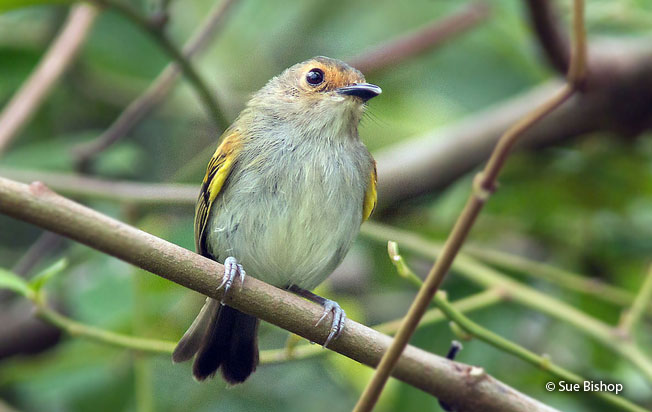 rusty-fronted_tody-flycatcher