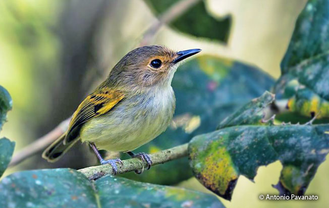rusty-fronted_tody-flycatcher