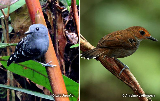 scale-backed_antbird