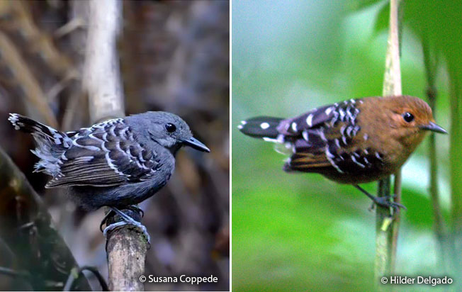 scale-backed_antbird