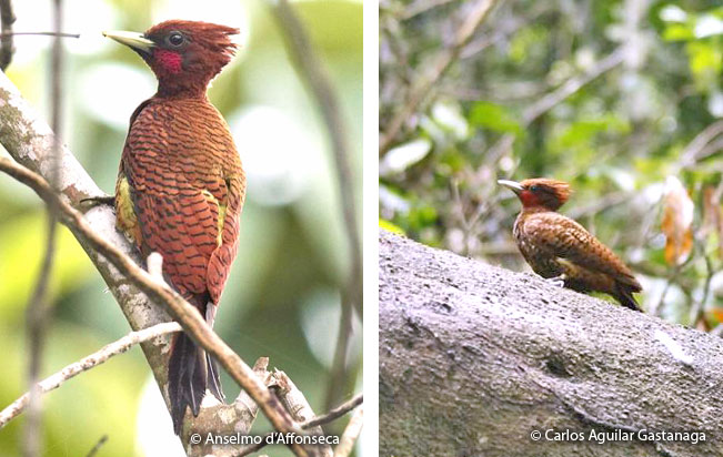 scale-breasted_woodpecker