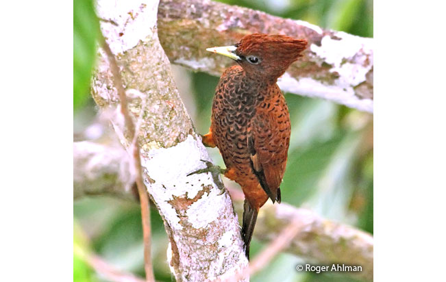 scale-breasted_woodpecker