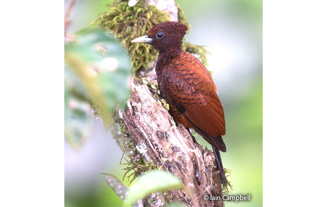 scale-breasted_woodpecker