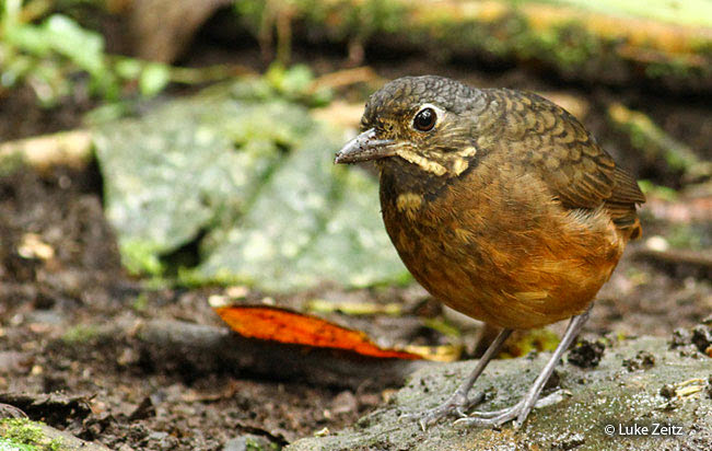 scaled_antpitta