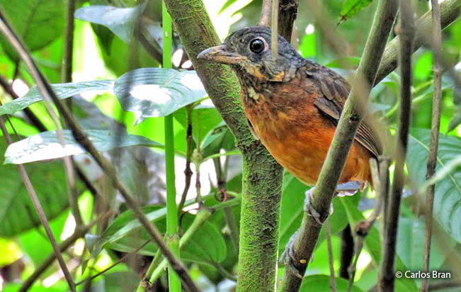 scaled_antpitta