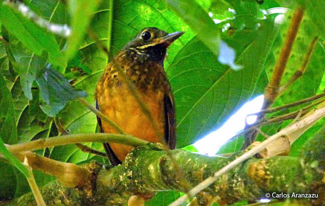 scaled_antpitta