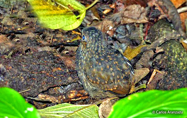 scaled_antpitta