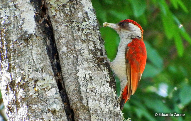 scarlet-backed_woodpecker