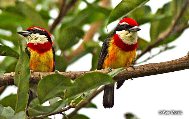 scarlet-banded_barbet
