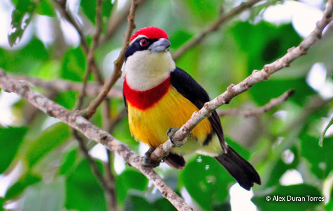 scarlet-banded_barbet