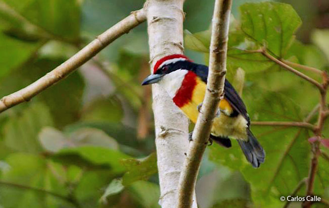 scarlet-banded_barbet