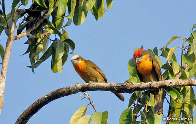 scarlet-crowned_barbet