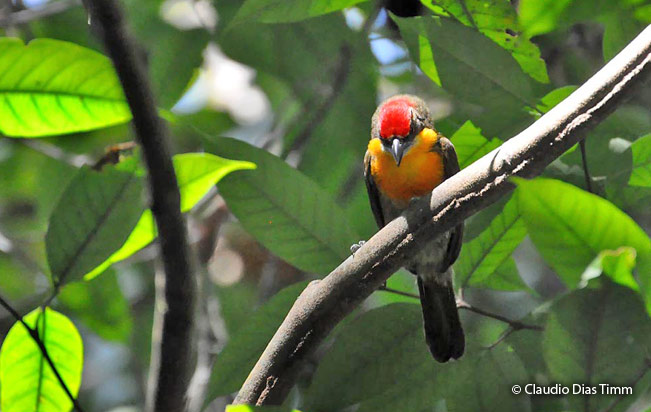 scarlet-crowned_barbet