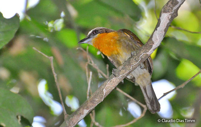scarlet-crowned_barbet