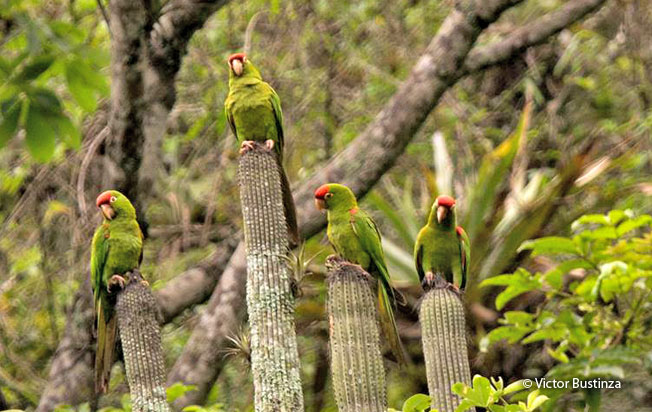 scarlet-fronted_parakeet