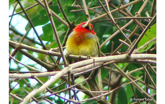 scarlet-hooded_barbet