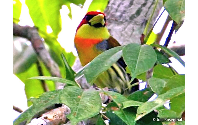 scarlet-hooded_barbet