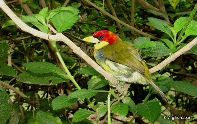scarlet-hooded_barbet