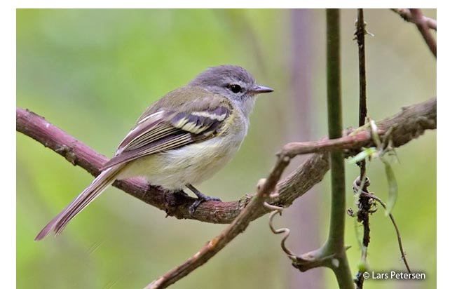 sclater's_tyrannulet