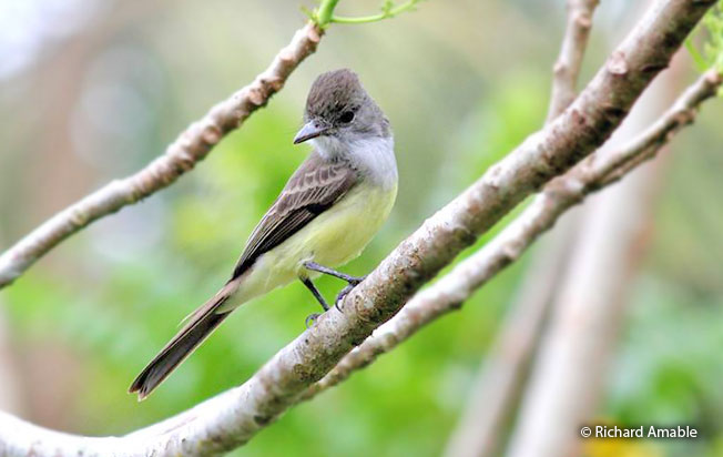 short-crested_flycatcher