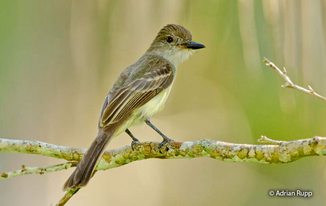 short-crested_flycatcher