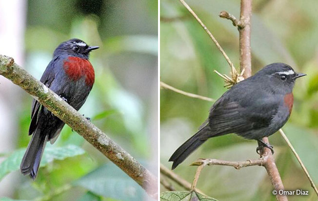slaty-backed_chat-tyrant