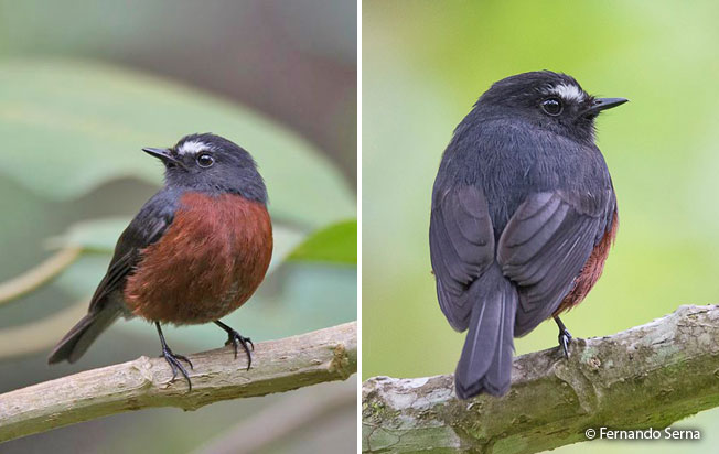 slaty-backed_chat-tyrant