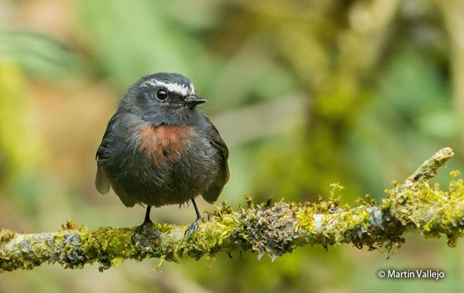 slaty-backed_chat-tyrant