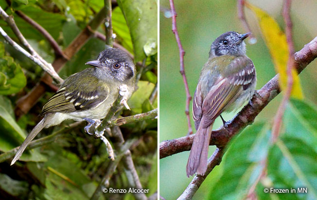 slaty-capped_flycatcher